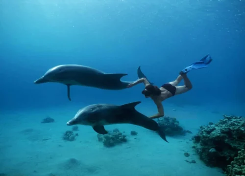 Поездка в дом дельфинов