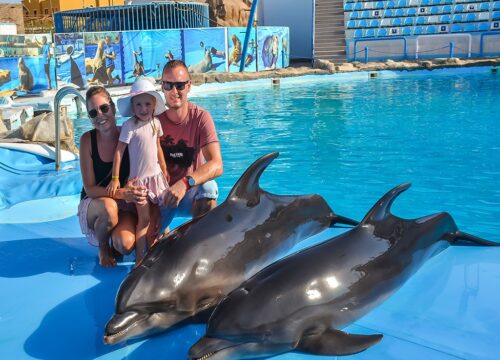 Шоу дельфинов