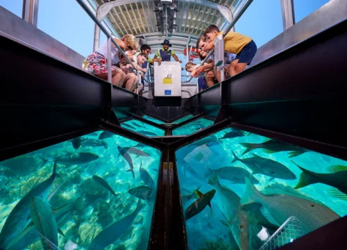 Тур на стеклянной лодке в Шарме